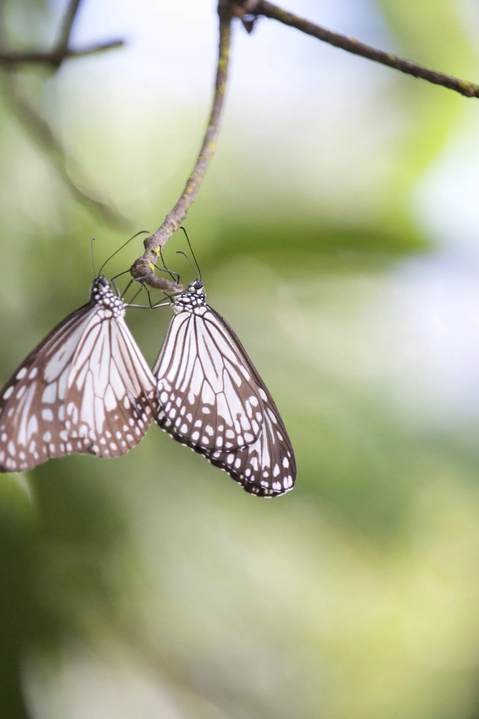 Two butterflies resting on a twig