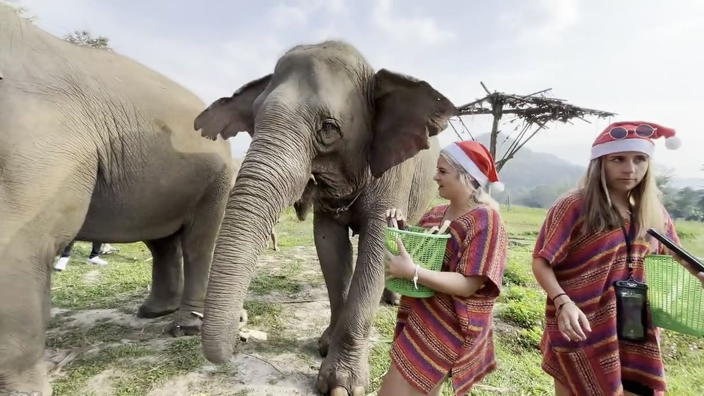Visitors feeding elephants at the sanctuary