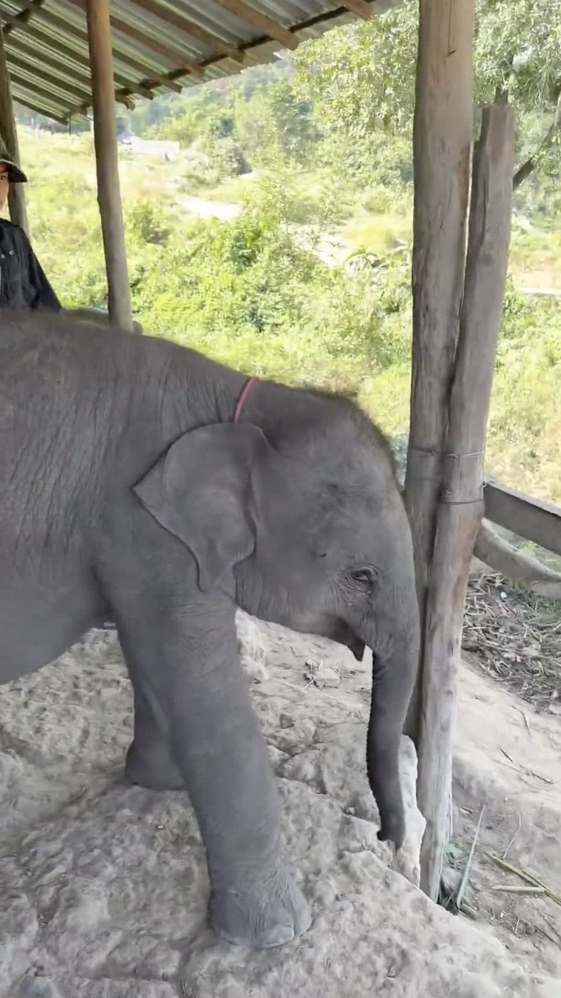 A baby elephant standing under a shelter at the sanctuary